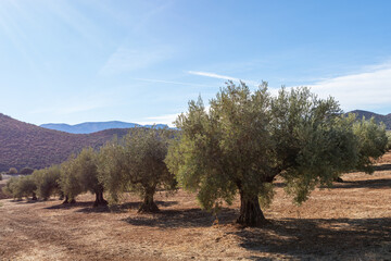 Rows of olive trees in the countryside in Andalucia (Spain) a sunny autumn morning