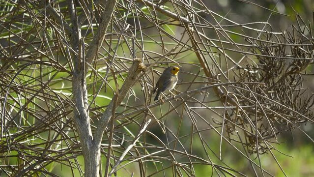 Rouge-gorge sur branchages observe, chante puis s'envole