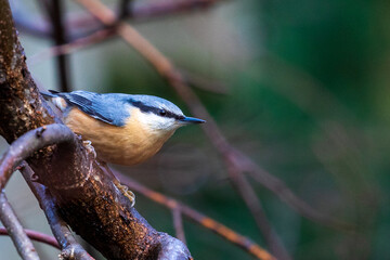 a nuthatch looking for food