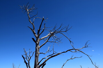 Detail of top of burnt, charred juniper tree against clear blue sky 
