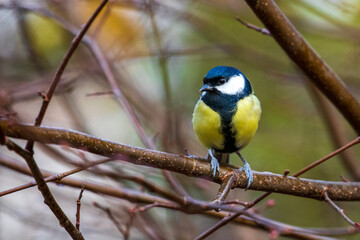 bird watching, great tit looking for food - obrazy, fototapety, plakaty