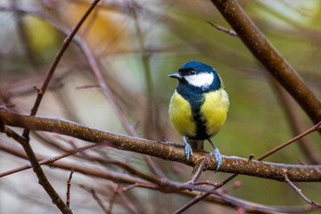 bird watching, great tit looking for food
