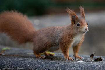 Naklejka na ściany i meble feeding squirrels in a park with hazelnuts
