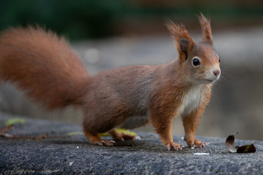 feeding squirrels in a park with hazelnuts © Andreas