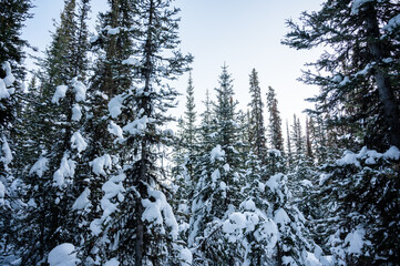 Snow covered mountain forest in winter