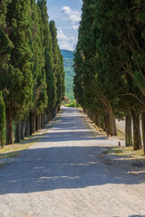 Fototapeta na wymiar A tree lined avenue in Tuscany, Italy.