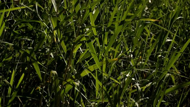 canneto