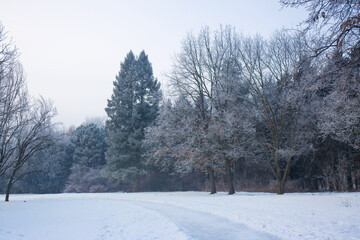 Frozen road in the winter park in the morning