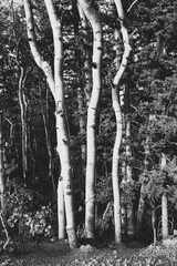 Black and white image of a group of aspen trees in mountain forest in Colorado