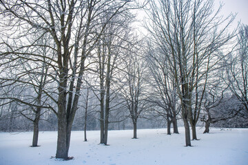 morning forest in winter
