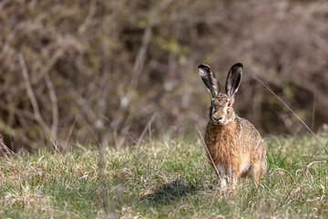 Bunny in the grass