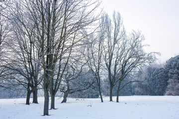 Frosty forest in winter