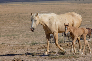 Naklejka na ściany i meble Wild Horse Mare and Foal in Summer in the Utah Desert