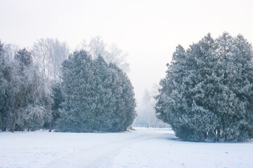 Big fluffy thuja trees covered with frost
