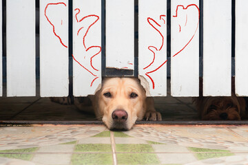 The Labrador Retriever looking to camera form  fence hole and the chalk paint looks like reindeer...