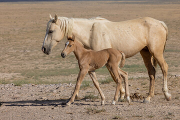 Fototapeta na wymiar Wild Horse Mare and Foal in Summer in the Utah Desert