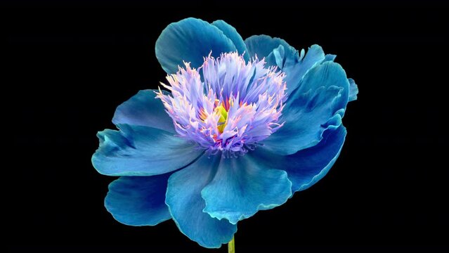 Beautiful blue peony flower blooming on black background. Mothers Day concept. Holiday, love, birthday design backdrop