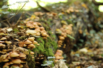 mushrooms on a tree
