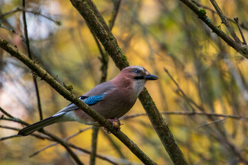 jay bird feeding and watching
