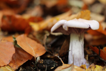 mushrooms in the forest