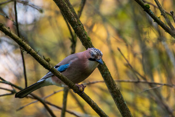 jay bird feeding and watching