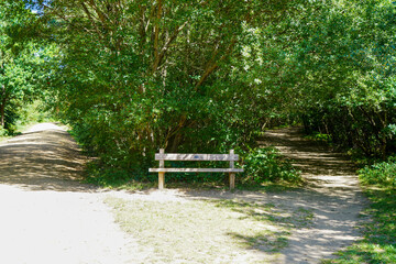Wooden bench in the middle of woodland 
