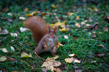 squirrel in a park collecting food