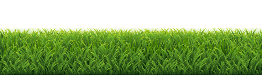 green grass isolated on white background