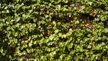 Front green leaves wall background