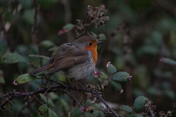 Oiseaux