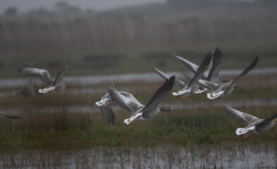 Canard (ducks)