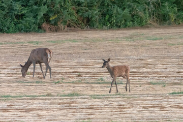 Biche 