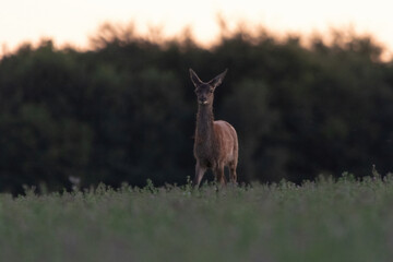 Biche 