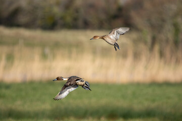 Canard (ducks)