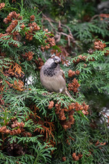 A small bird. A sparrow on a branch. Christmas tree. Wild life.