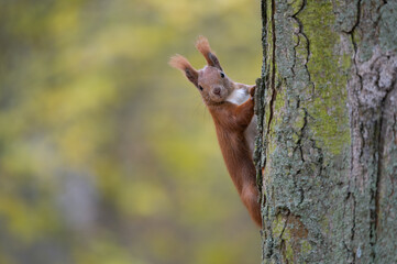 Eichhörnchen klettert an Baum und blickt neugierig - obrazy, fototapety, plakaty