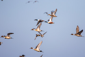 Canard (ducks)