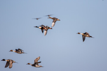 Canard (ducks)