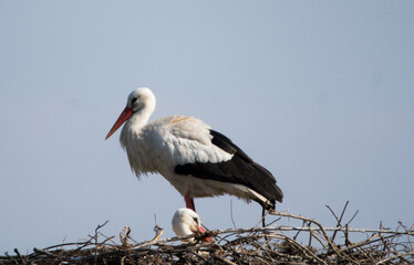 Oiseaux