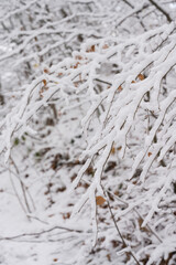 Background of snow-covered branches.