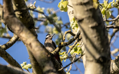 Oiseaux