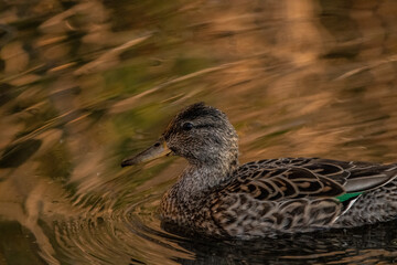 Oiseaux