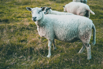 Curious sheep isolated on a farm in Norway