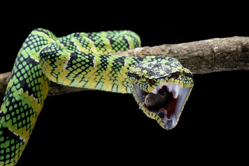 Wagler pit viper eating a lizard