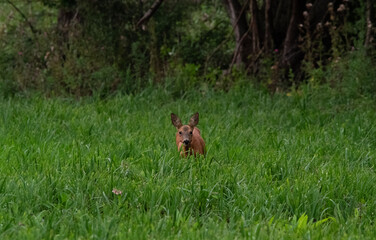 Naklejka premium Chevreuils