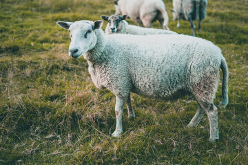 Curious sheep isolated on a farm in Norway