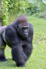 The gentle giant, Lowland silverback gorilla 