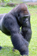 The gentle giant, Lowland silverback gorilla 