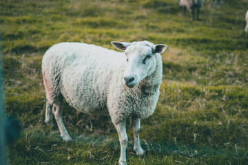 Naklejka na ściany i meble Curious sheep isolated on a farm in Norway