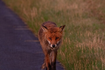 Renards